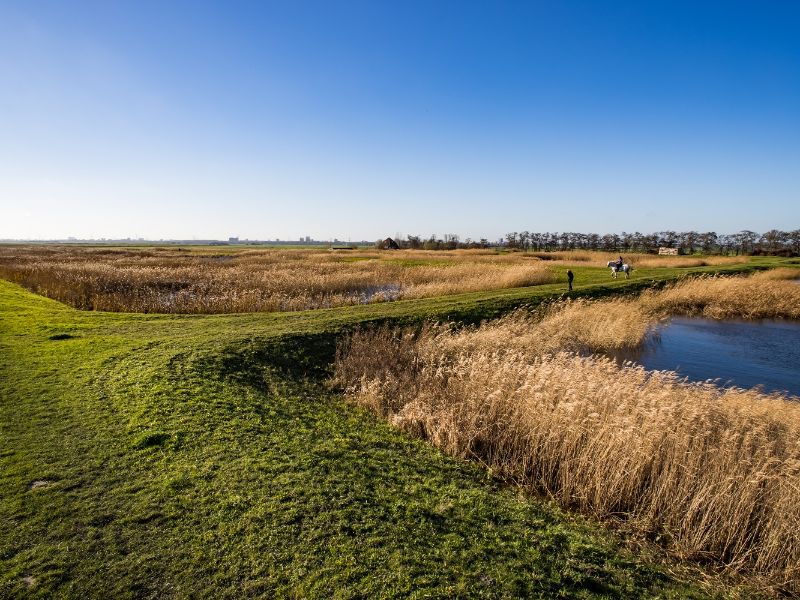 Een foto van een polder, je ziet riet, gras, water en een paard.