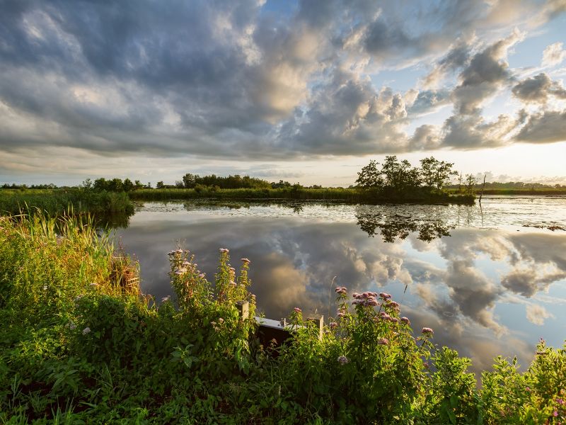 De Alde Feanen inclusief planten