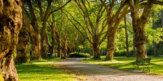 A photo of a park with trees. The sun is shining, the trees provide shade.