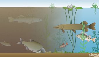 A photo of clean and dirty water.