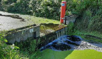 Algae in the water near a wall.